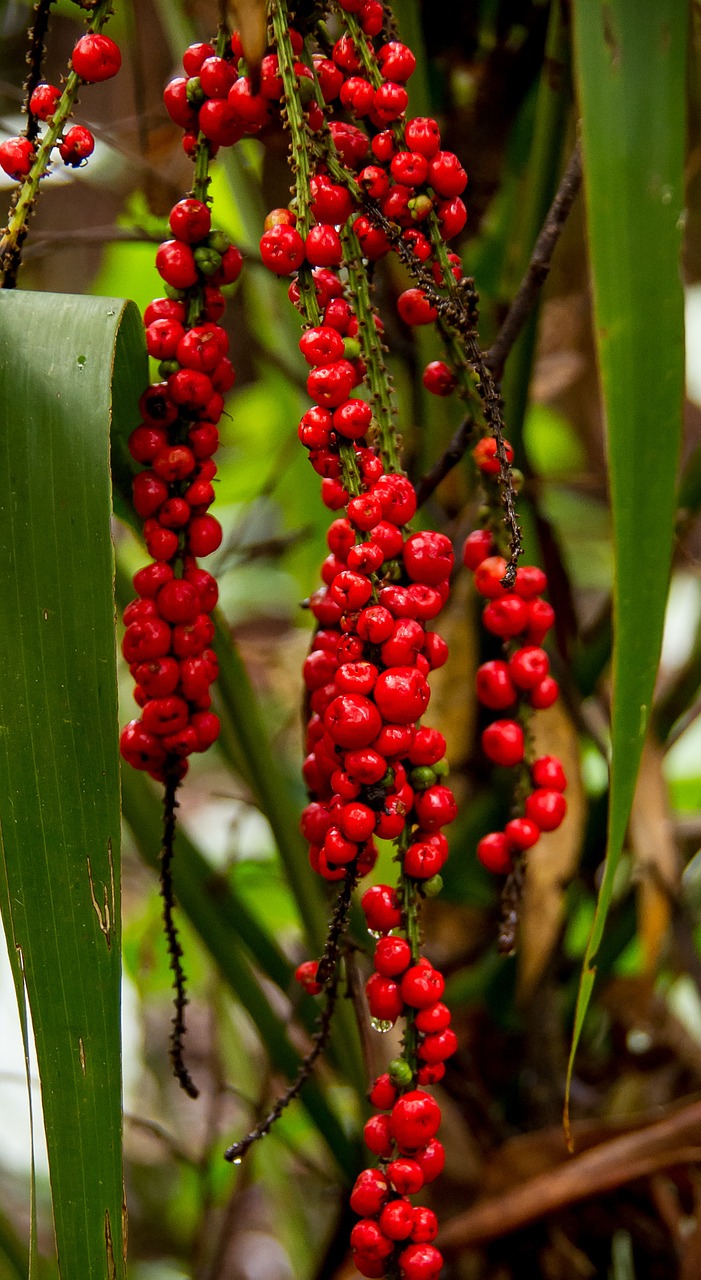 Raudonųjų Vaisių Palmių Lelija,  Cordyline Rubra,  Augalas,  Atogrąžų Miškai,  Subtropinis,  Raudona,  Uogos,  Vaisiai,  Gimtoji,  Laukiniai