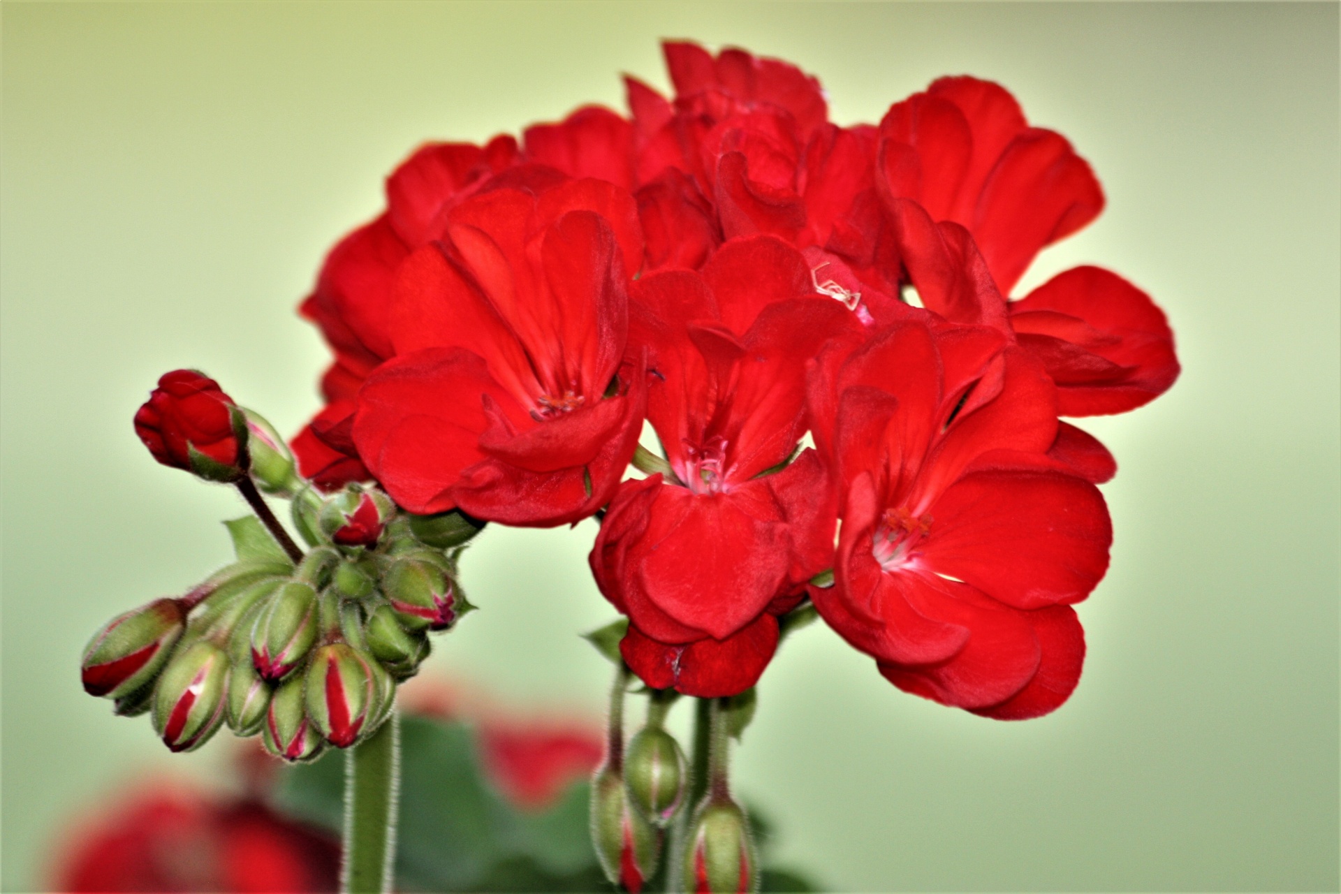 Gamta,  Augalai,  Gėlės,  Raudona & Nbsp,  Gėlė,  Geranium,  Raudona & Nbsp,  Geranium,  Žydėti,  Raudona & Nbsp