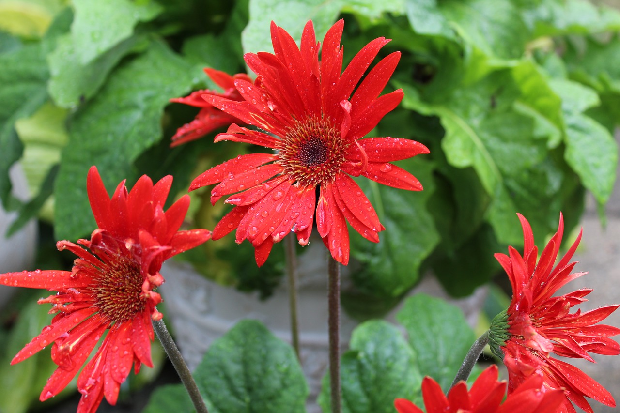 Raudona Gerberio Darzė, Gerberas, Daisy, Raudona, Žiedas, Šviežias, Žydi, Nemokamos Nuotraukos,  Nemokama Licenzija