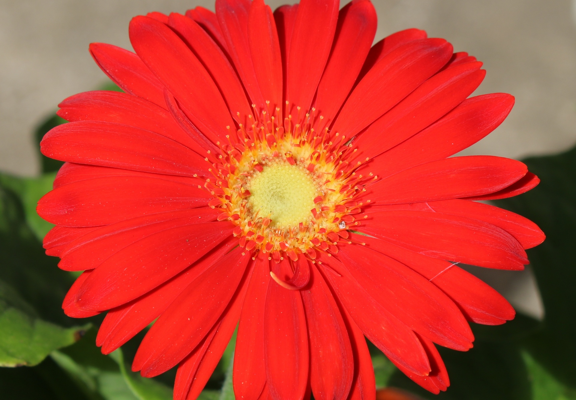 Gamta,  Augalai,  Gėlės,  Daisy,  Gerberas,  Gerbera,  Raudona,  Žiedlapiai,  Žydėti,  Iš Arti