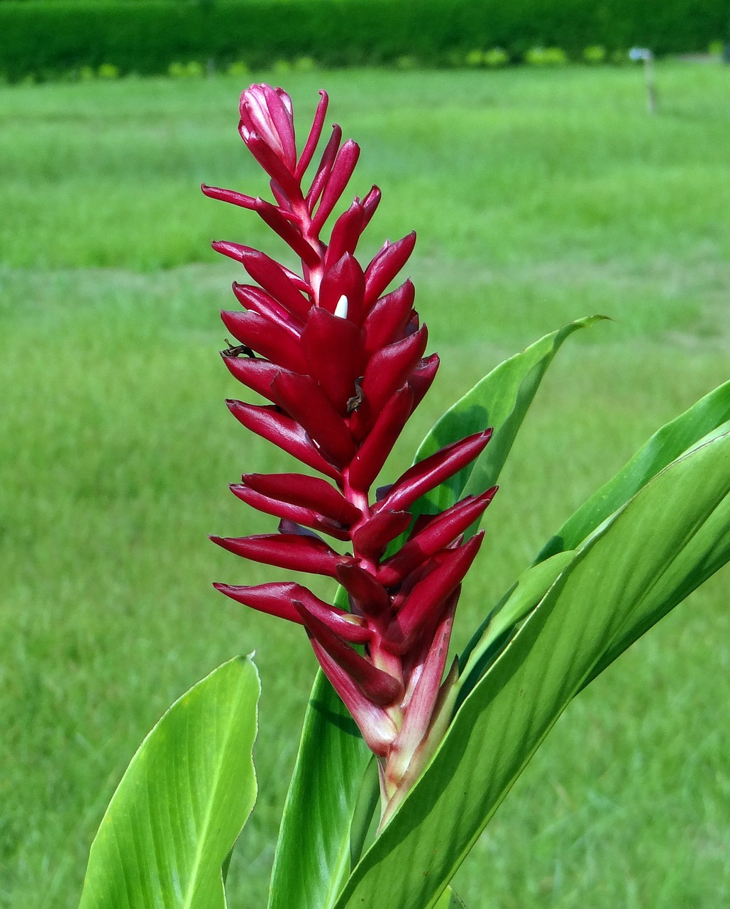 Raudonasis Imbieras, Gėlė, Raudona, Stručio Paukštis, Rožinė Kūgio Imbieras, Alpinia Purpurata, Zingiberaceae, Kaiga, Karnataka, Indija