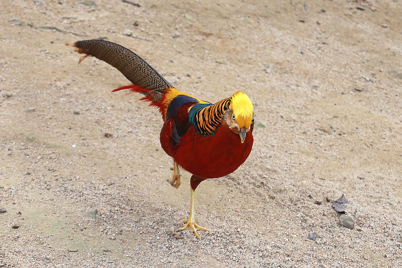 Raudoni Auksiniai Fazanai, Kinų Fazanas, Peafowl, Paukštis, Gyvūnas, Gamta, Auksinis, Lauke, Zoologijos Sodas, Parkas