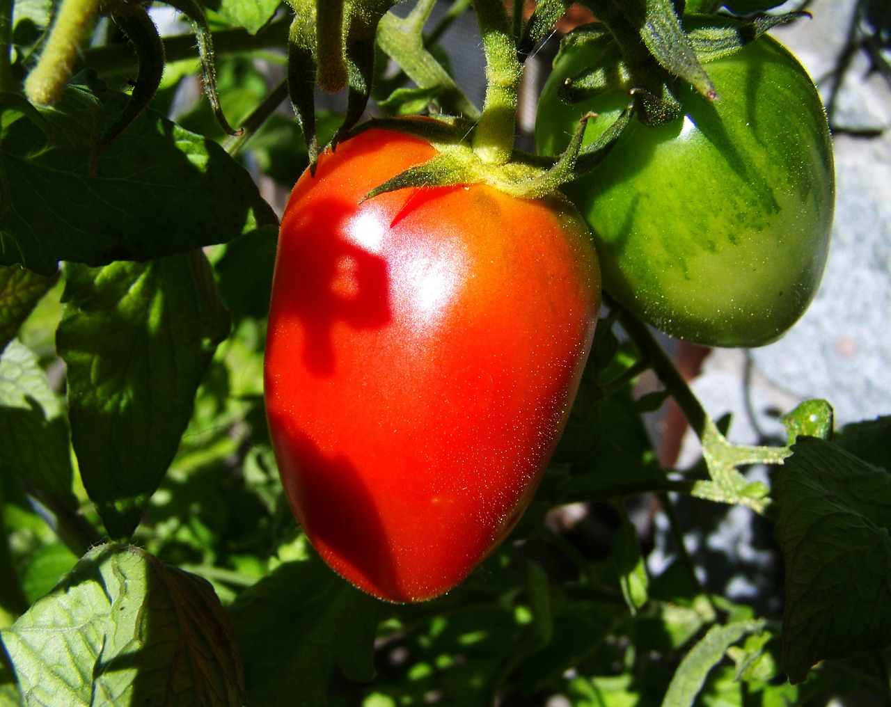 Raudona-Žalia Pomidorų, Daržovės, Maistas, Raudona, Žalias, Vasara, Sveikas, Bio, Eco, Nemokamos Nuotraukos