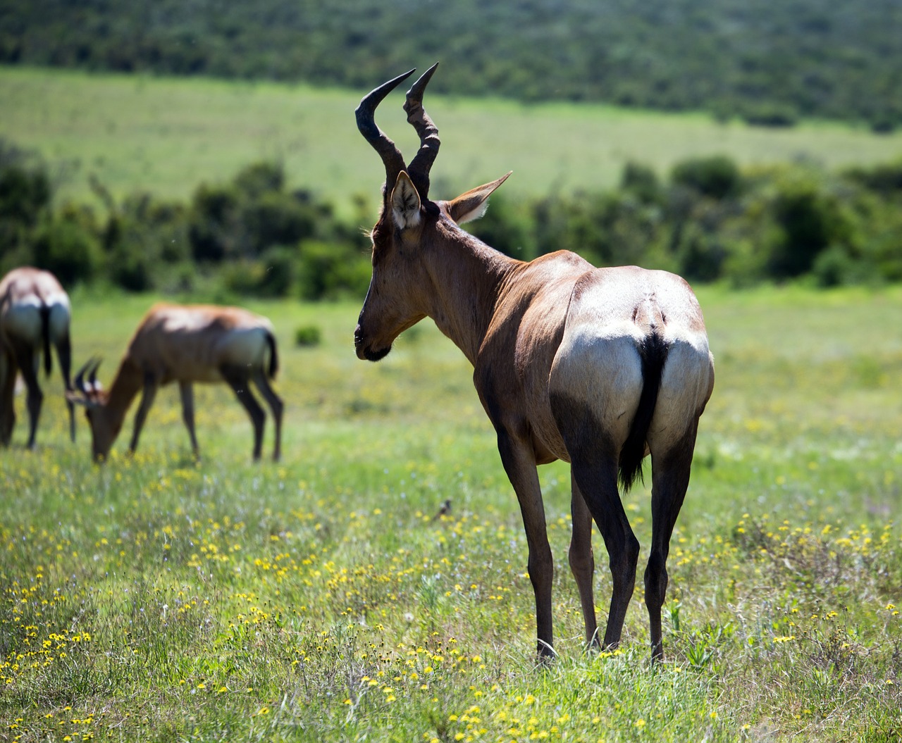 Raudona Hartebeest, Antilopė, Safari, Laukinė Gamta, Ragai, Pietų Afrika, Nemokamos Nuotraukos,  Nemokama Licenzija