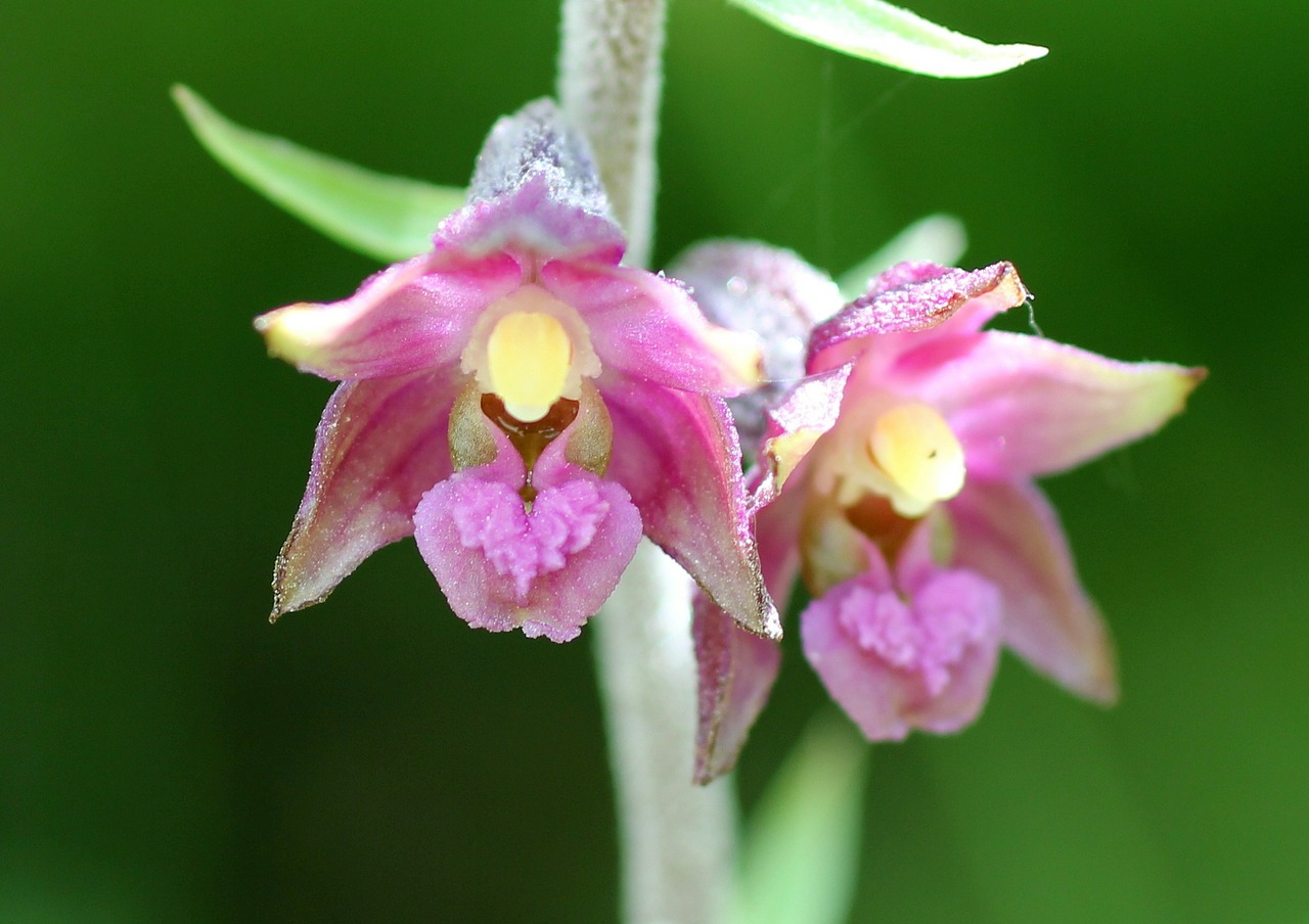 Raudonasis Helleborine, Laukinė Gėlė, Žiedas, Žydėti, Orchidėja, Nemokamos Nuotraukos,  Nemokama Licenzija