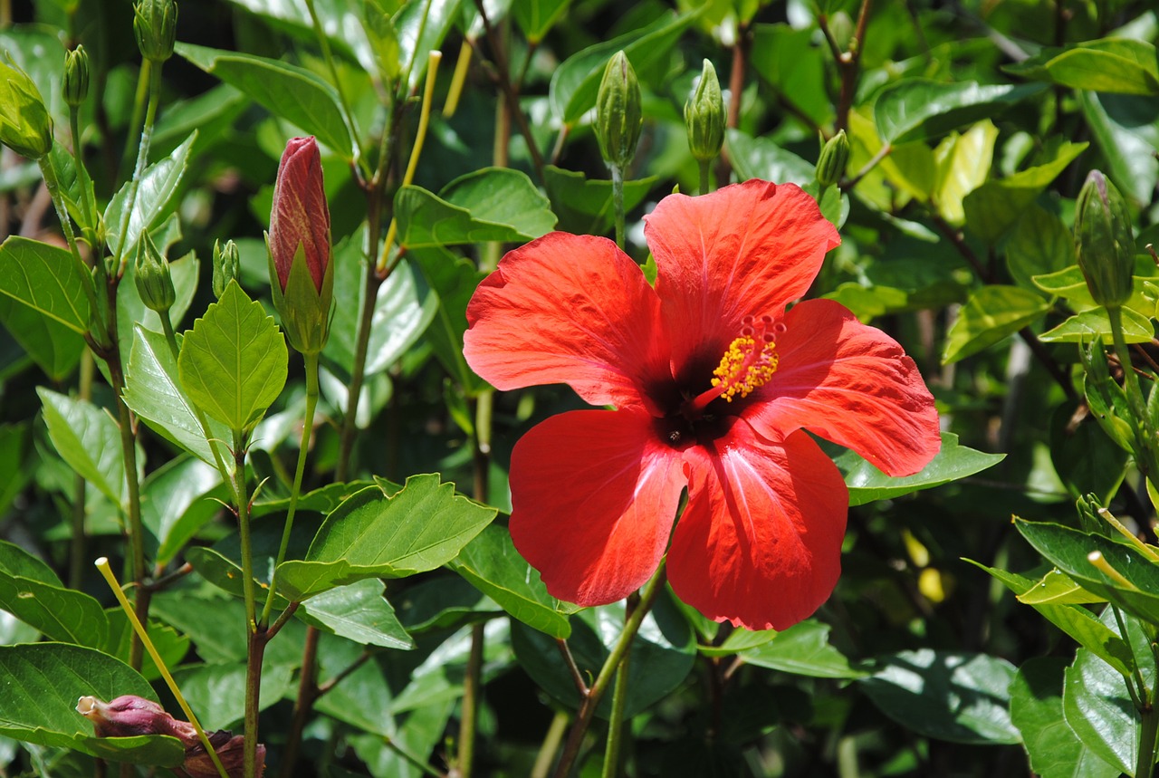 Raudonasis Hibiscus, Egzotiška Gėlė, Botanika, Nemokamos Nuotraukos,  Nemokama Licenzija