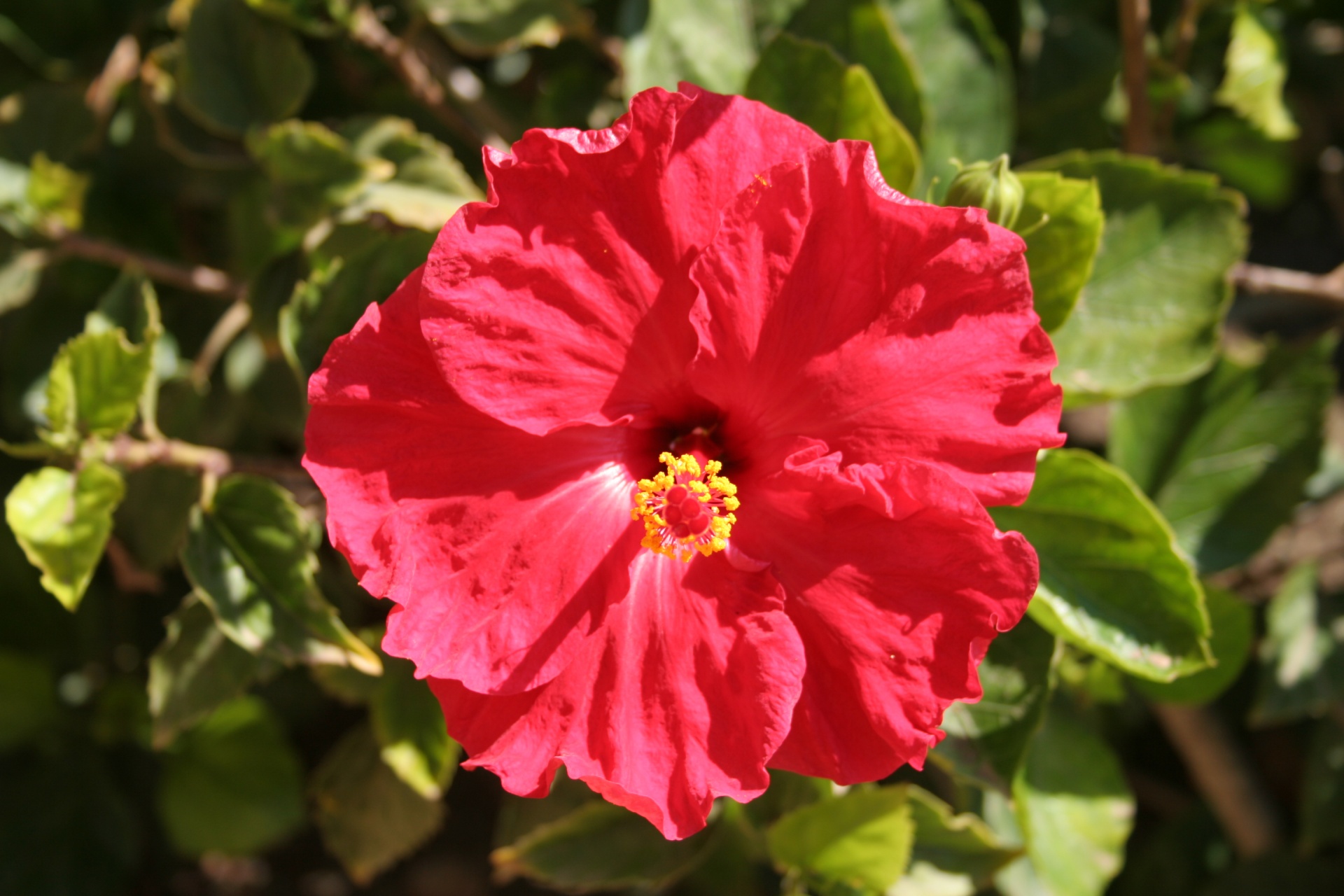 Gėlė,  Nuotrauka,  Hibiscus,  Ispanija,  Raudona,  Raudonasis Hibiscus, Nemokamos Nuotraukos,  Nemokama Licenzija