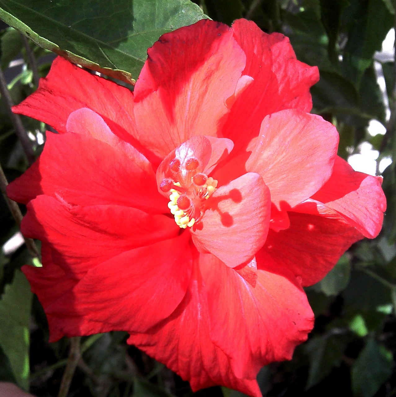 Raudonasis Hibiscus, Hibiscus, Dvigubas Žydėjimas, Žydi, Žiedas, Augalas, Egzotiškas, Atogrąžų, Nemokamos Nuotraukos,  Nemokama Licenzija