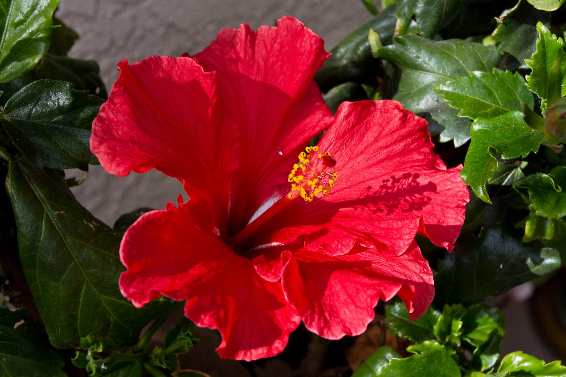 Hibiscus,  Gamta,  Gėlė,  Žydėti,  Žiedas,  Augalas,  Raudona,  Nuostabus,  Raudonas Hibiscus Žydi, Nemokamos Nuotraukos