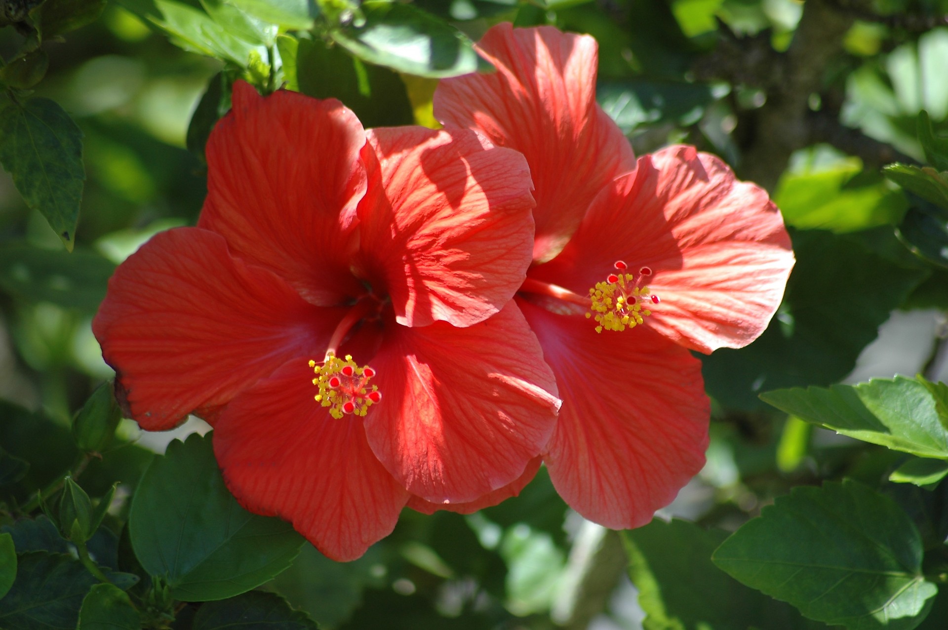 Raudona & Nbsp,  Hibiscus,  Gėlė,  Atogrąžų,  Gėlių,  Botanikos,  Grožis,  Gamta,  Sodas,  Gyvas