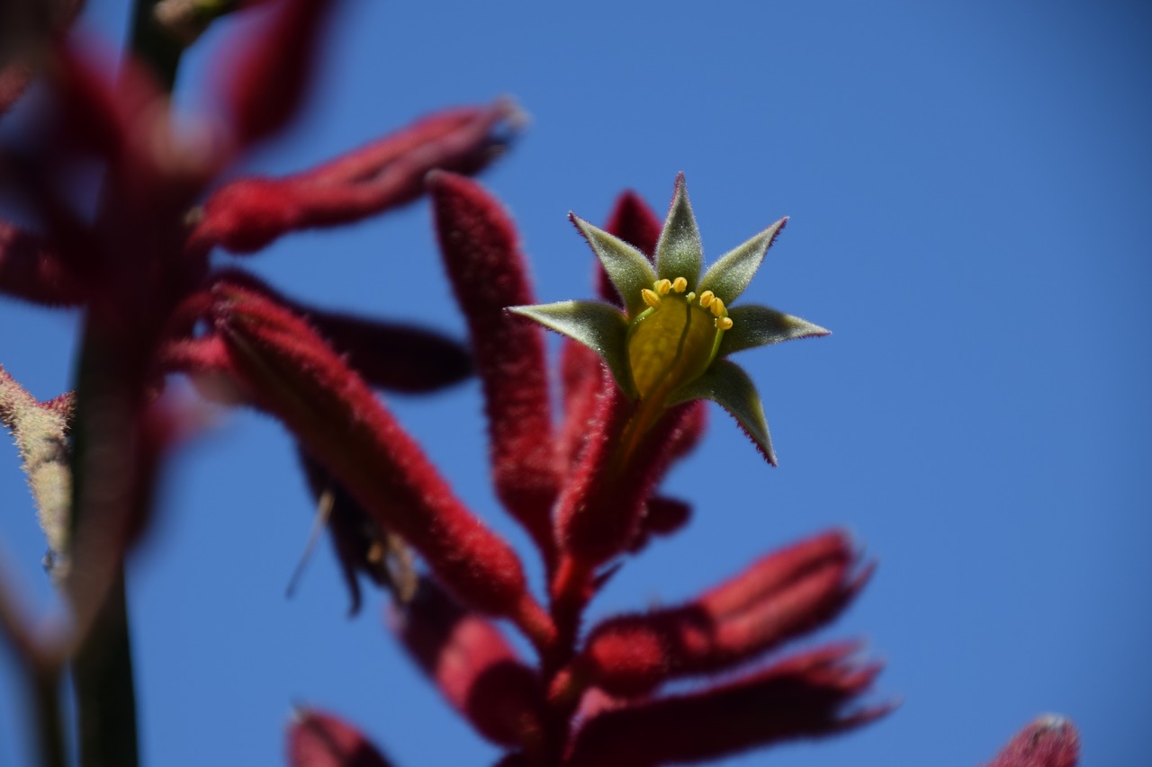 Raudona Kangaro Liemenė, Australijos Gimtoji Augalas, Gėlių, Nemokamos Nuotraukos,  Nemokama Licenzija