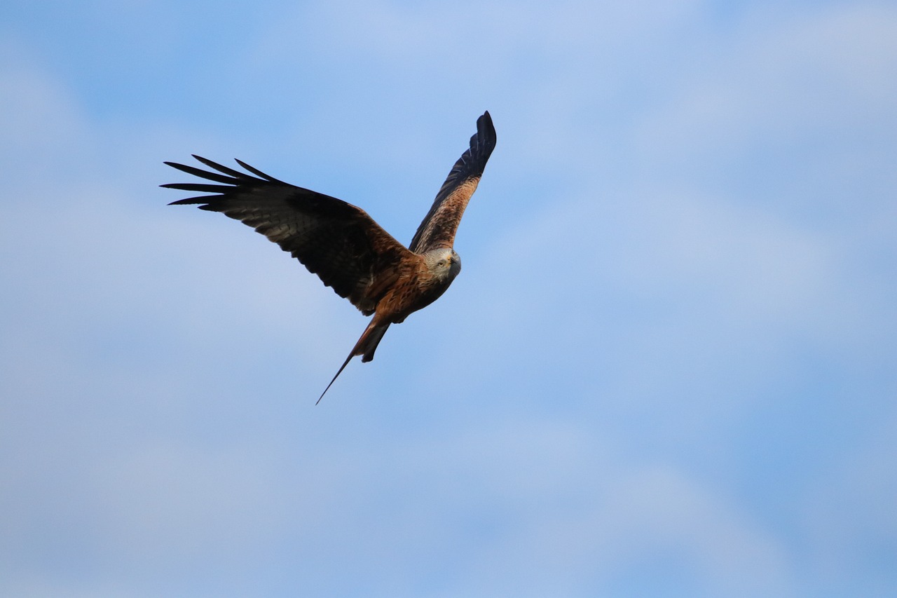 Raudonas Rinkinys, Plėšrusis Paukštis, Carrion, Talonai, Raptoriai, Prievartautojas, Raptoras, Plėšrūnas, Sparnas, Grobis