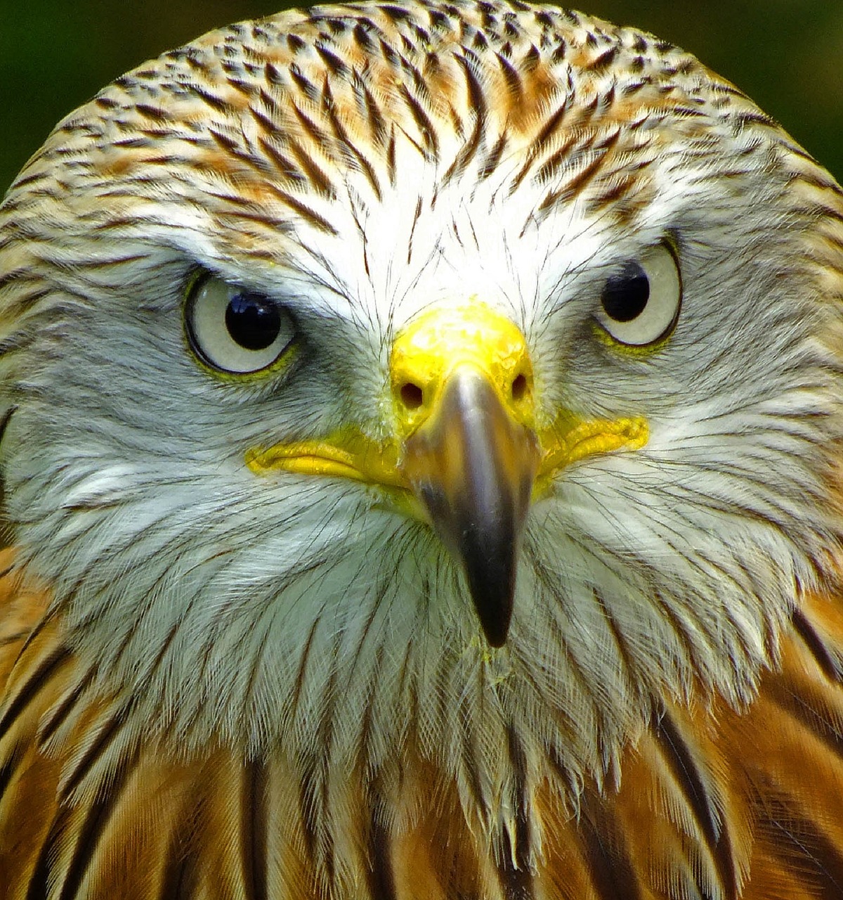 Raudonas Aitvaras, Paukštis, Raptoras, Laukinė Gamta, Gamta, Galva, Plunksnos, Akys, Plėšrusis Paukštis, Plėšrūnas