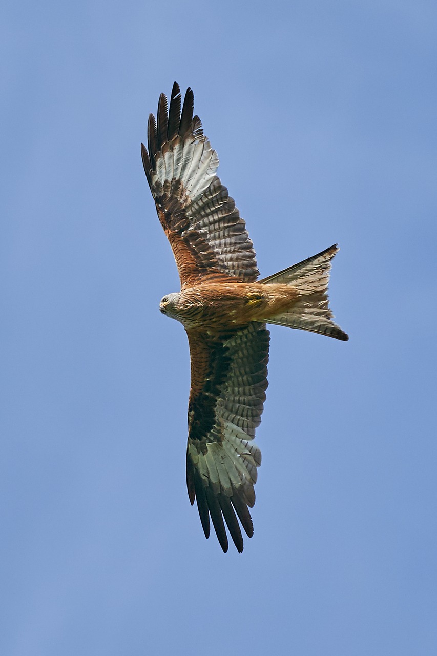 Raudonas Aitvaras, Plėšrusis Paukštis, Skristi, Raptoras, Paukštis, Dangus, Medžioklė, Plunksna, Mėlynas, Raptoriai