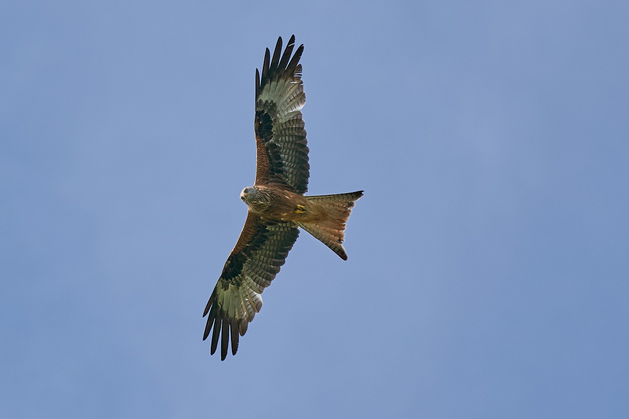 Raudonas Aitvaras, Plėšrusis Paukštis, Skristi, Raptoras, Paukštis, Dangus, Medžioklė, Plunksna, Mėlynas, Raptoriai