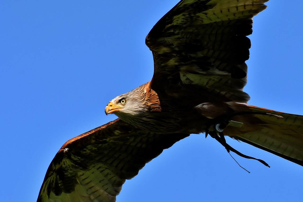 Raudona Aitvaras,  Milvus Milvus,  Gyvūnijos Pasaulyje,  Raptor,  Plėšrusis Paukštis,  Plunksna,  Sparnas,  Milanas,  Gyvūnas,  Plunksnos