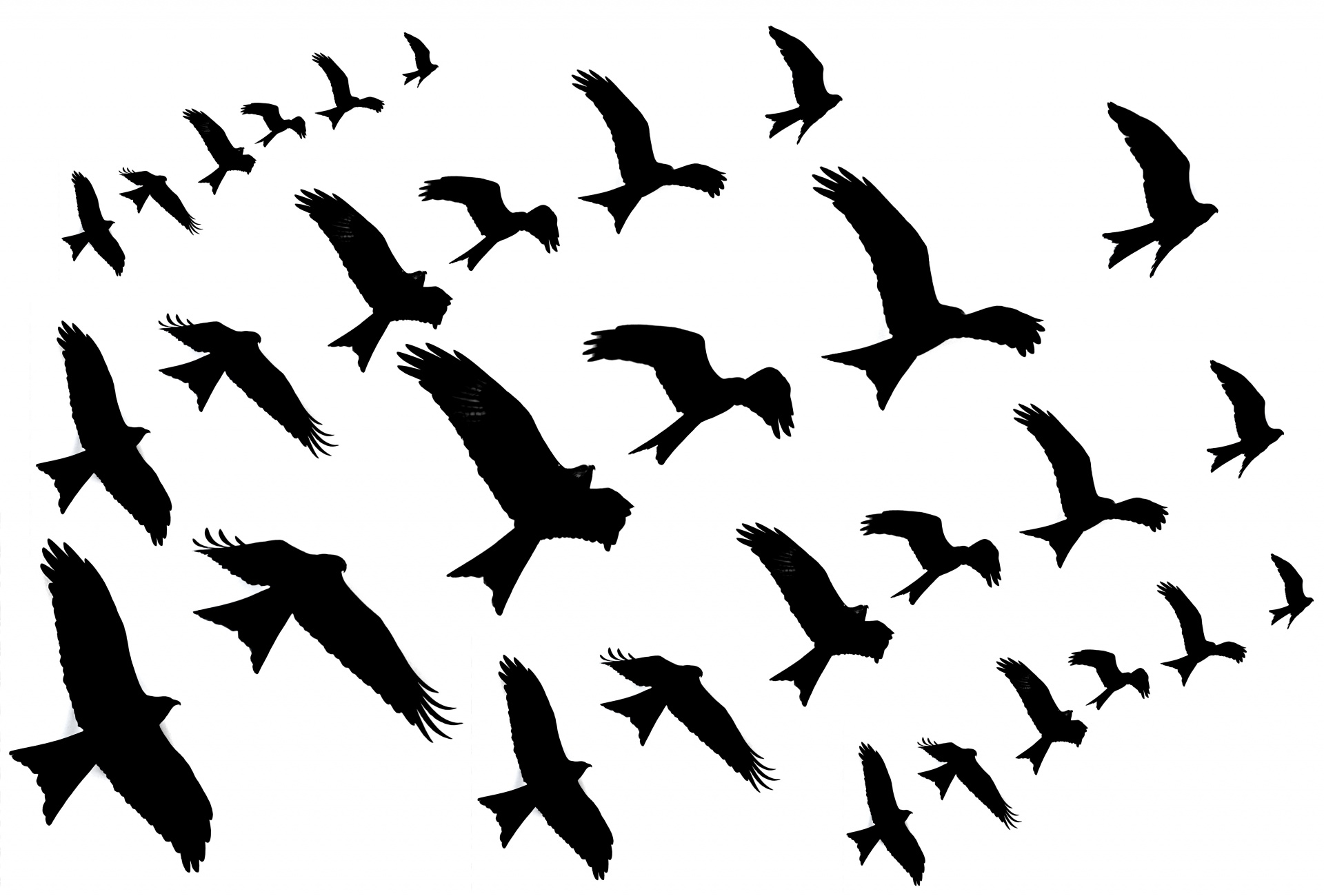 Paukštis,  Vanagas & Nbsp,  - & Nbsp,  Paukštis,  Raudonas & Nbsp,  Aitvaras,  Skraidantis,  Balta & Nbsp,  Fonas,  Paukštis & Nbsp
