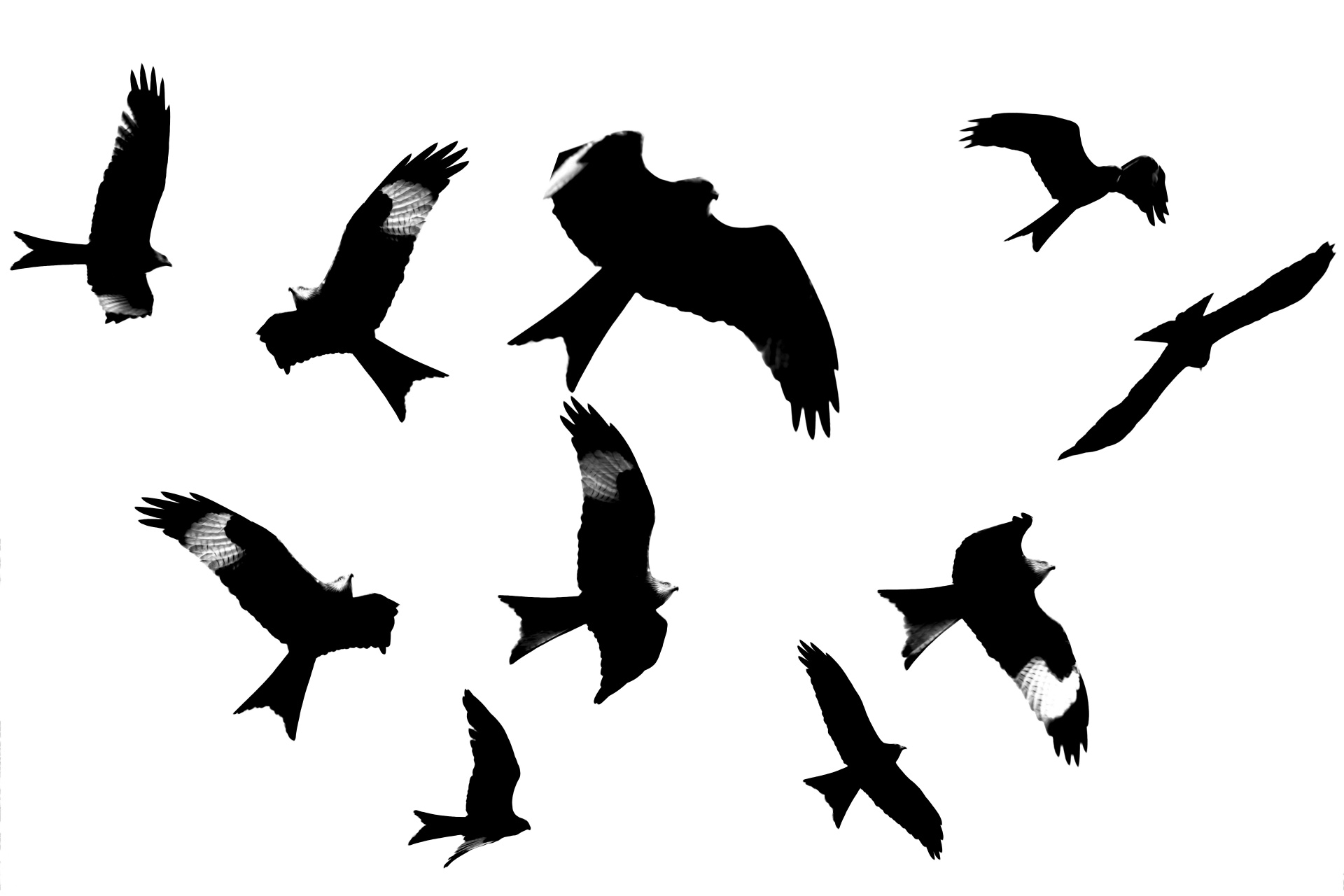 Paukštis,  Vanagas & Nbsp,  - & Nbsp,  Paukštis,  Raudonas & Nbsp,  Aitvaras,  Skraidantis,  Balta & Nbsp,  Fonas,  Paukštis & Nbsp