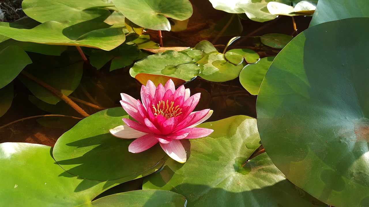 Raudonas Lotosas, Nymphaea Alba, Raudona, Rytas, Augalas, Gamta, Nemokamos Nuotraukos,  Nemokama Licenzija