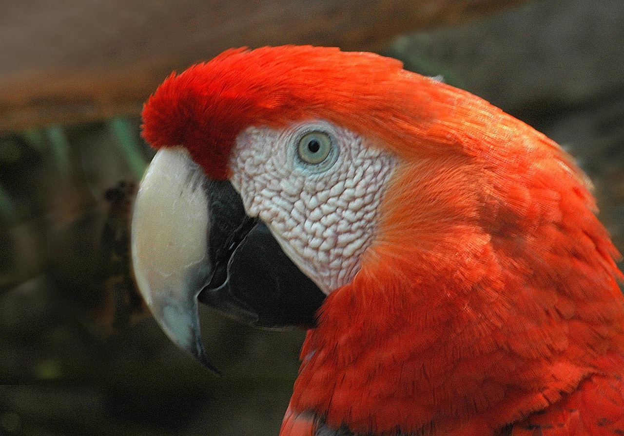 Red Macaw, Paukštis, Papūga, Atogrąžų, Spalvinga, Snapas, Portretas, Profilis, Laukinė Gamta, Gamta