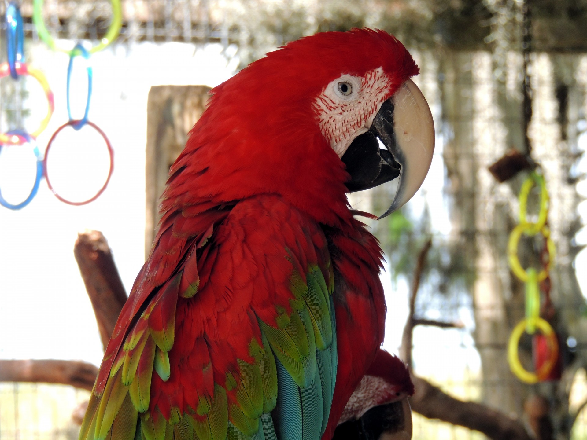 Raudona,  Macaw,  Papūga,  Paukštis,  Zoologijos Sodas,  Red Macaw Papūga Profilis, Nemokamos Nuotraukos,  Nemokama Licenzija