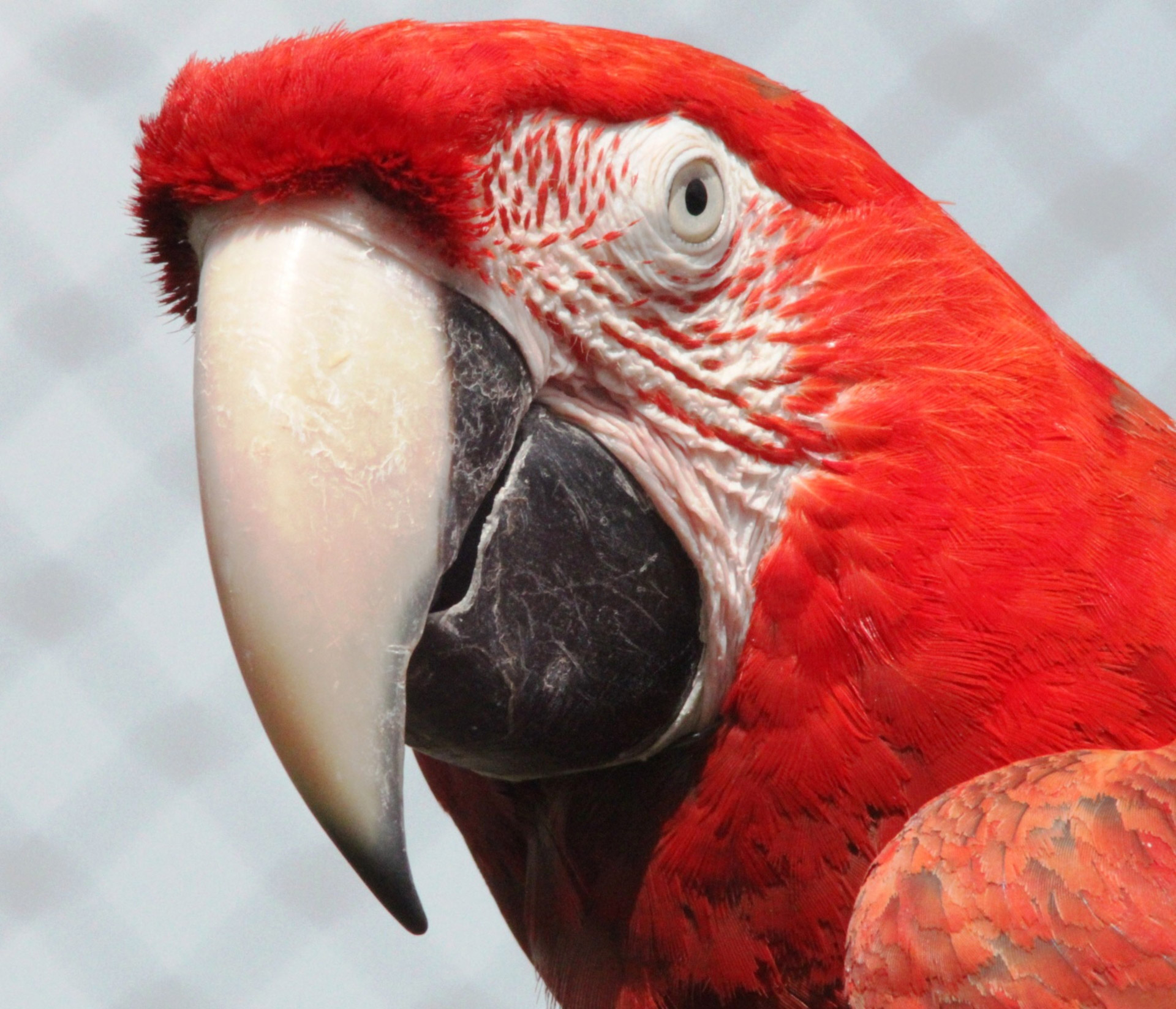 Raudona,  Macaw,  Papūga,  Paukštis,  Gyvūnas,  Raudona Macaw, Nemokamos Nuotraukos,  Nemokama Licenzija
