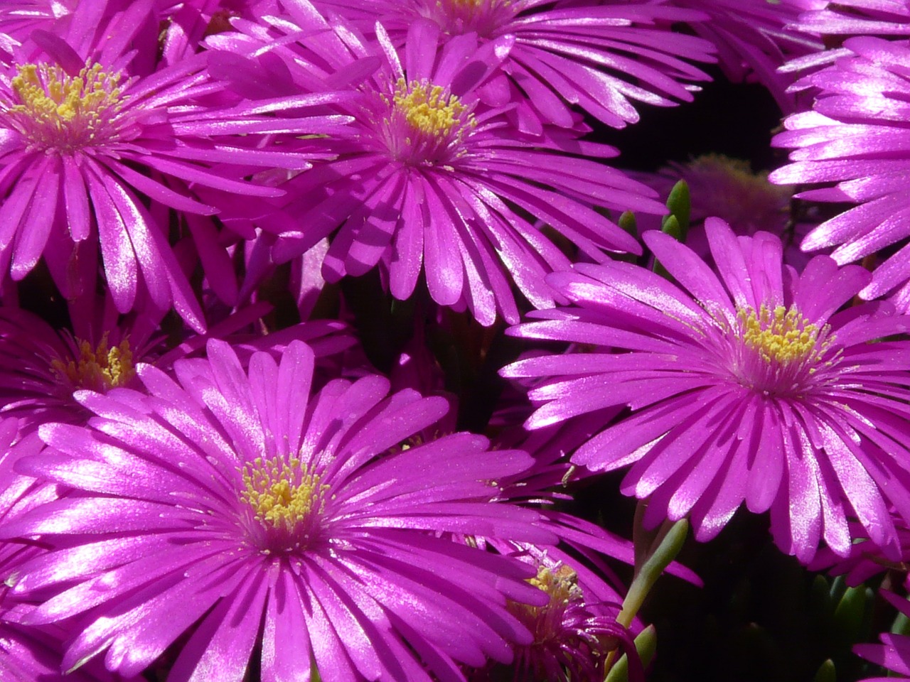 Raudona Mittagsblume, Ledo Augalas, Gėlė, Žiedas, Žydėti, Rožinis, Violetinė, Šviesti, Delosperma Cooperi, Mesembryanthemum Cooperi