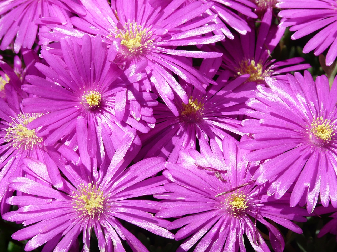 Raudona Mittagsblume, Ledo Augalas, Gėlė, Žiedas, Žydėti, Rožinis, Violetinė, Šviesti, Delosperma Cooperi, Mesembryanthemum Cooperi