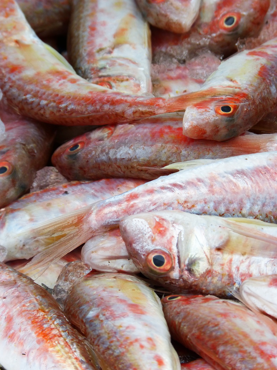Raudona Kefta, Šviežia Žuvis, Viduržemio Jūros Dieta, Molls, Rogers, Nemokamos Nuotraukos,  Nemokama Licenzija