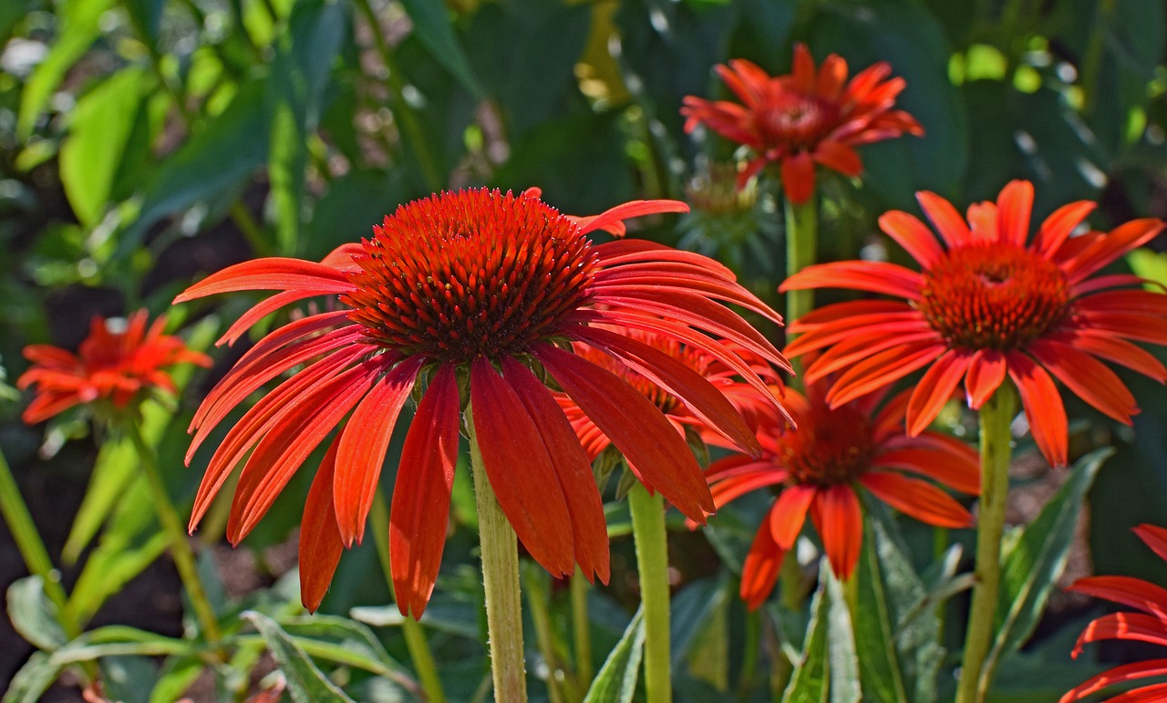 Raudona Oranžinė Ežiuolė, Echinacea, Kūgio Gėlė, Medicinos, Sodas, Vasara, Žiedas, Žydėti, Augalas, Gamta