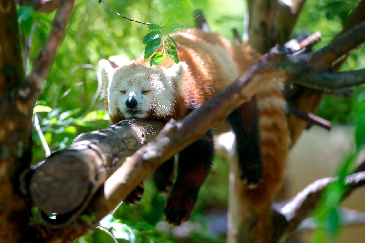 Raudonoji Panda, Gyvūnas, Raudona, Panda, Laukinė Gamta, Gamta, Žinduolis, Asija, Kinija, Zoologijos Sodas