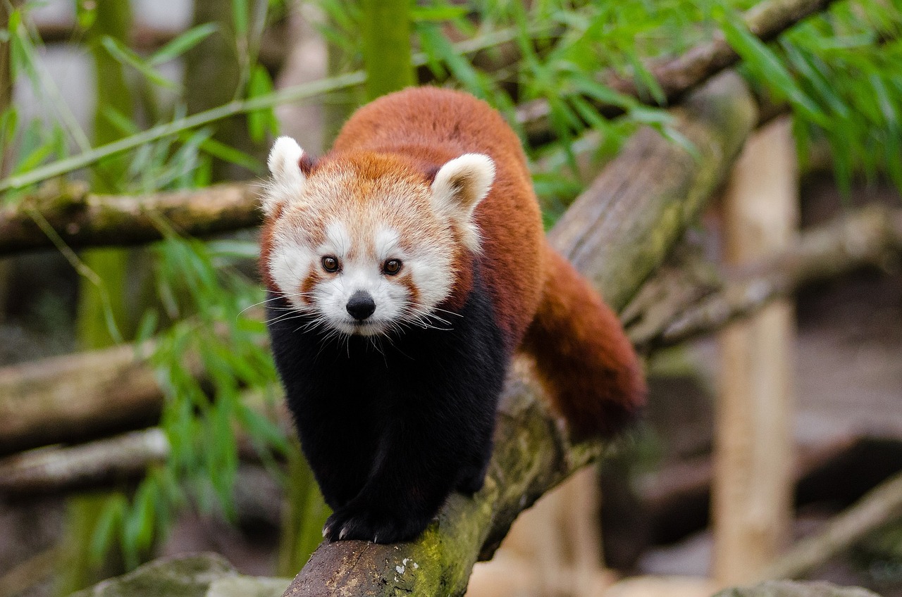 Raudonoji Panda, Mažas Pandas, Mielas, Bambukas, Žinduolis, Nykstančių Balsu, Alpinistas, Visuotinis Ir Žolėdis, Ailurus Fulgens, Asija