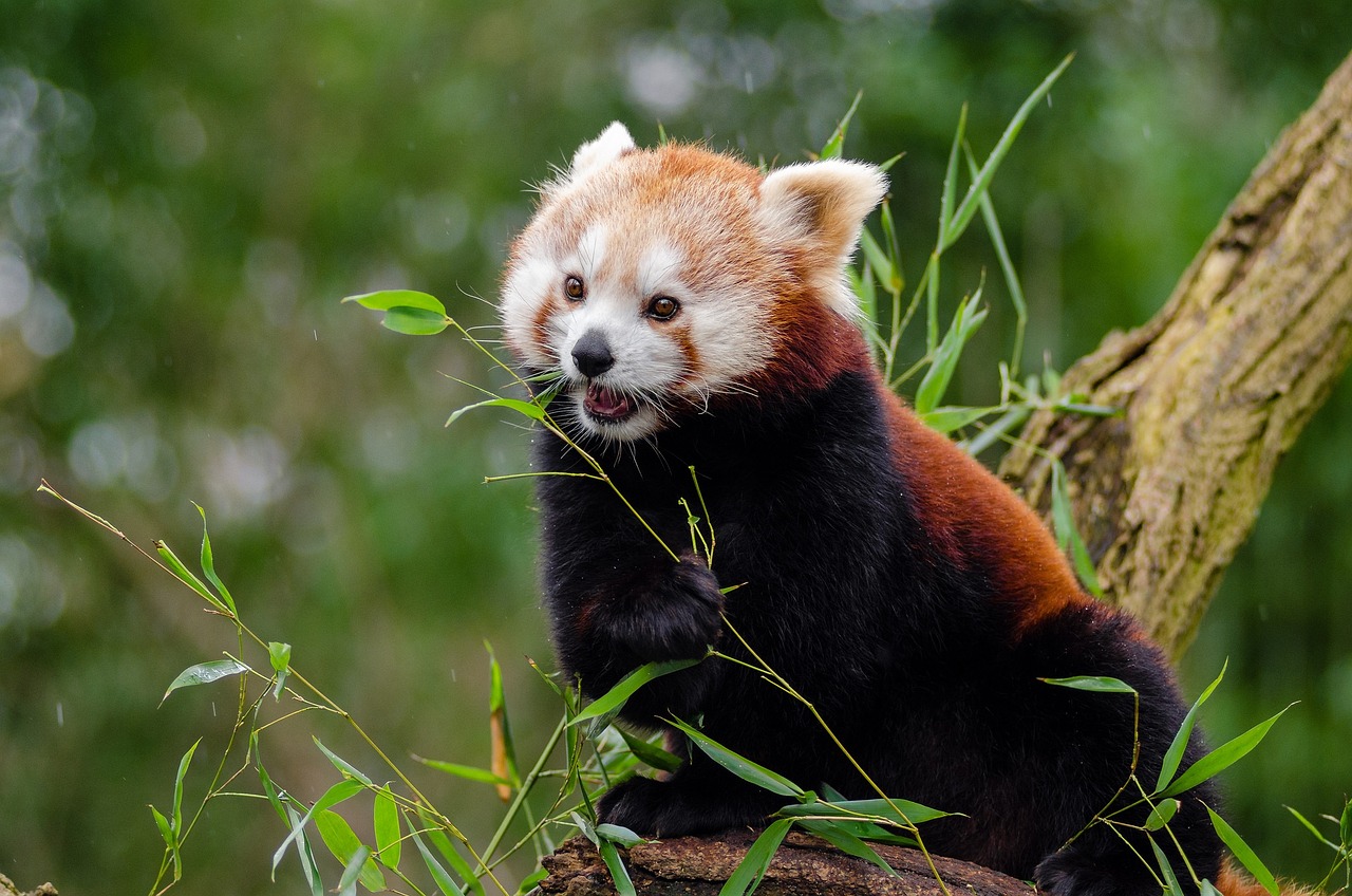 Raudonoji Panda, Mažas Pandas, Mielas, Bambukas, Žinduolis, Nykstančių Balsu, Alpinistas, Visuotinis Ir Žolėdis, Ailurus Fulgens, Asija