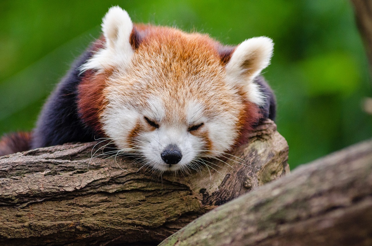 Raudonoji Panda, Miega, Poilsis, Mielas, Pavargęs, Mažas Pandas, Žinduolis, Nykstančių Balsu, Alpinistas, Visuotinis Ir Žolėdis