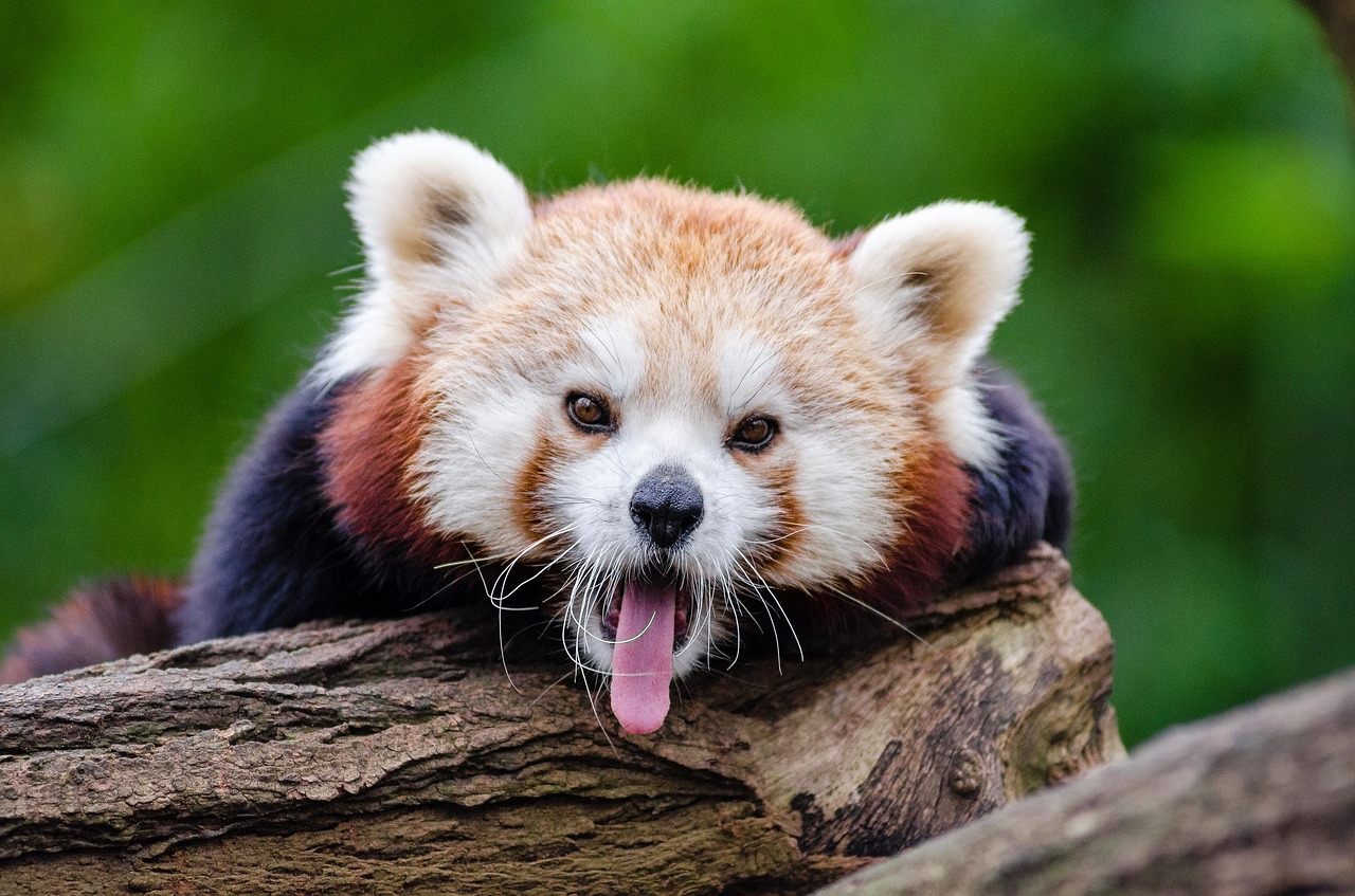 Raudonoji Panda, Žiovulys, Angliškai Kalbančio, Mielas, Įdomu, Mažas Pandas, Žinduolis, Nykstančių Balsu, Alpinistas, Visuotinis Ir Žolėdis