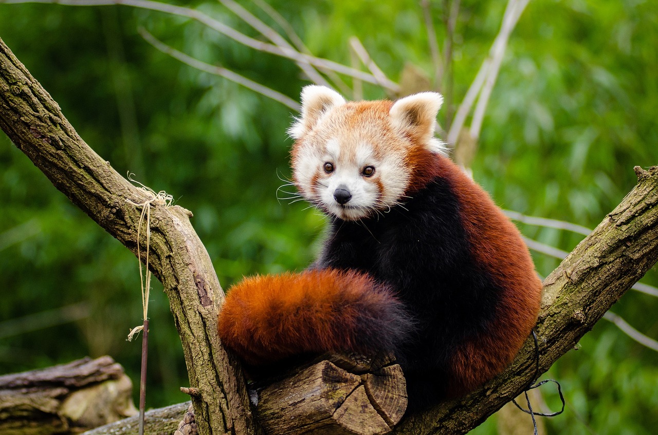 Raudonoji Panda, Mažas Pandas, Mielas, Įdomu, Žinduolis, Nykstančių Balsu, Alpinistas, Visuotinis Ir Žolėdis, Ailurus Fulgens, Kilmės Asija
