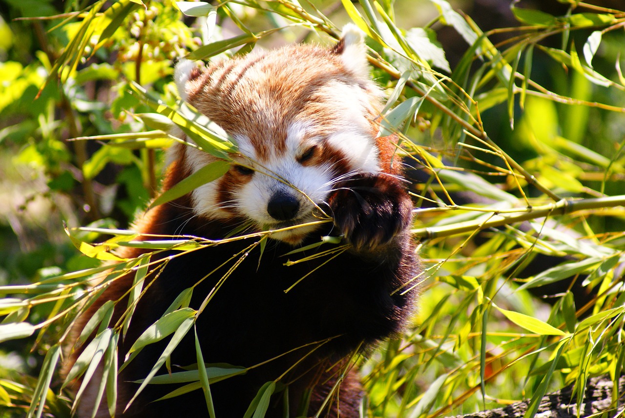 Raudonoji Panda, Panda, Žinduolis, Laukinė Gamta, Gamta, Bambukas, Kinija, Turėti, Pūkuotas, Mažas