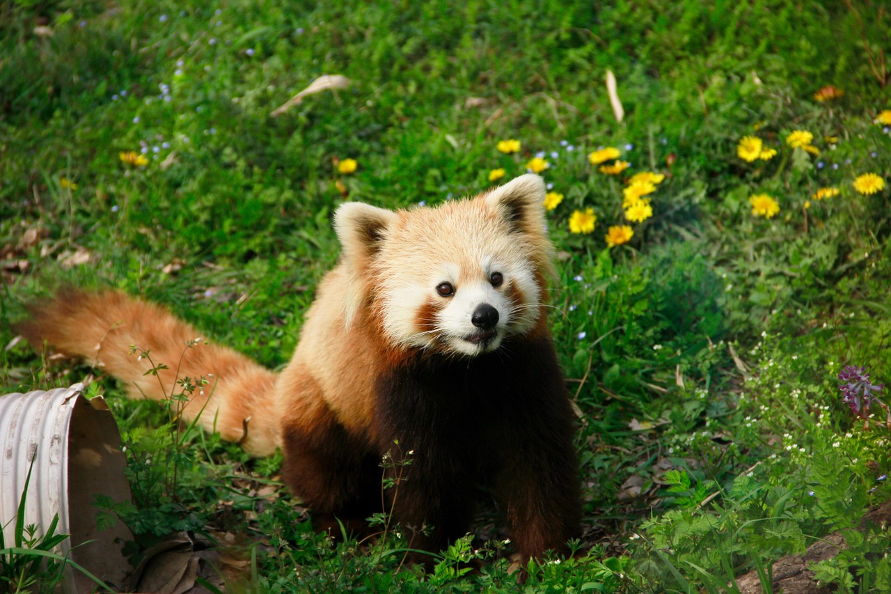Raudonoji Panda, Gyvūnas, Moe, Nemokamos Nuotraukos,  Nemokama Licenzija