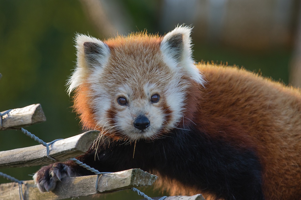Raudonoji Panda, Žiūri, Veidas, Gyvūnas, Lauke, Mažesnis Pandas, Raudonasis Lokys-Katinas, Raudonasis Katės Karys, Arboreal, Mielas