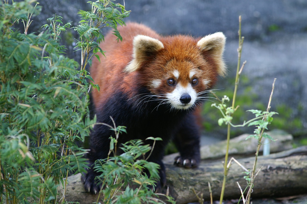 Raudonoji Panda, Zoologijos Sodas, Gyvūnas, Nemokamos Nuotraukos,  Nemokama Licenzija