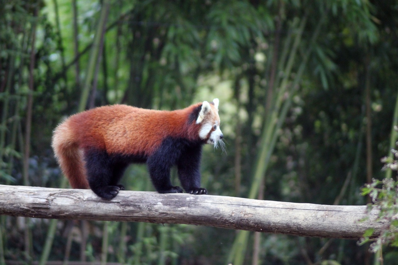 Raudonoji Panda, Panda, Gyvūnas, Gamta, Mielas, Raudona, Žavinga, Bambukas, Medis, Bambuko Medis
