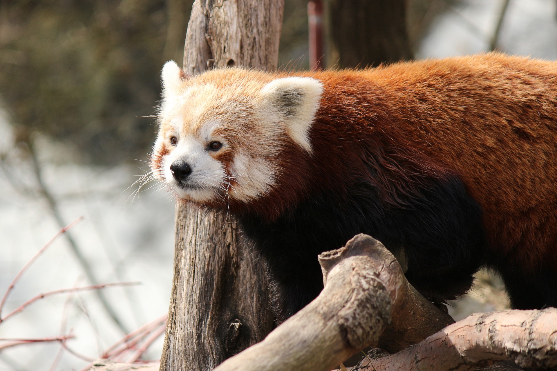 Panda,  Raudona & Nbsp,  Panda,  Kačių Čiuožykla,  Pūkuotas,  Mielas,  Žinduolis,  Himalajus,  Arboreal,  Raudona & Nbsp