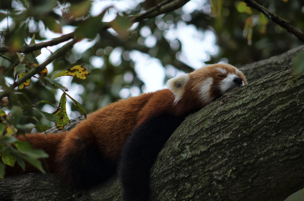 Raudonoji Panda, Zoologijos Sodas, Panda, Gyvūnas, Laukinė Gamta, Žinduolis, Gamta, Mielas, Asian, Nemokamos Nuotraukos