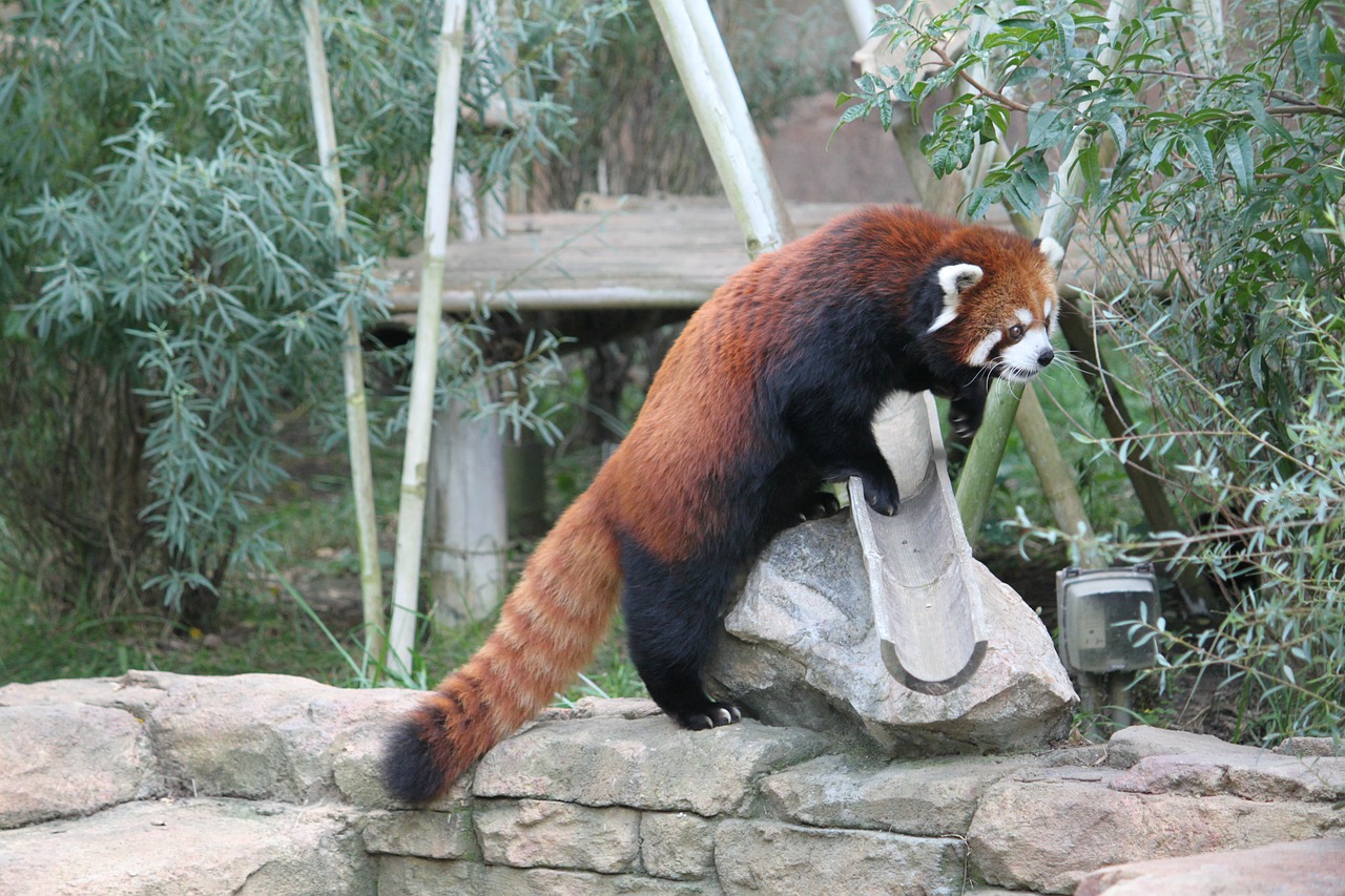 Raudonoji Panda, Panda, Turėti, Žinduolis, Mielas, Gyvūnas, Nemokamos Nuotraukos,  Nemokama Licenzija