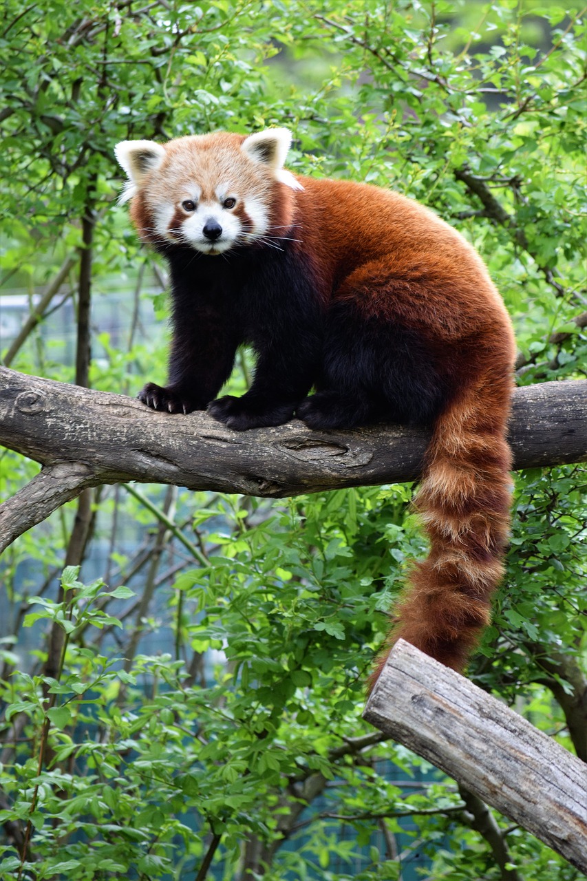 Raudonoji Panda, Mielas, Retas, Raudona, Panda, Vienna, Zoologijos Sodas, Medis, Lapai, Sėdi