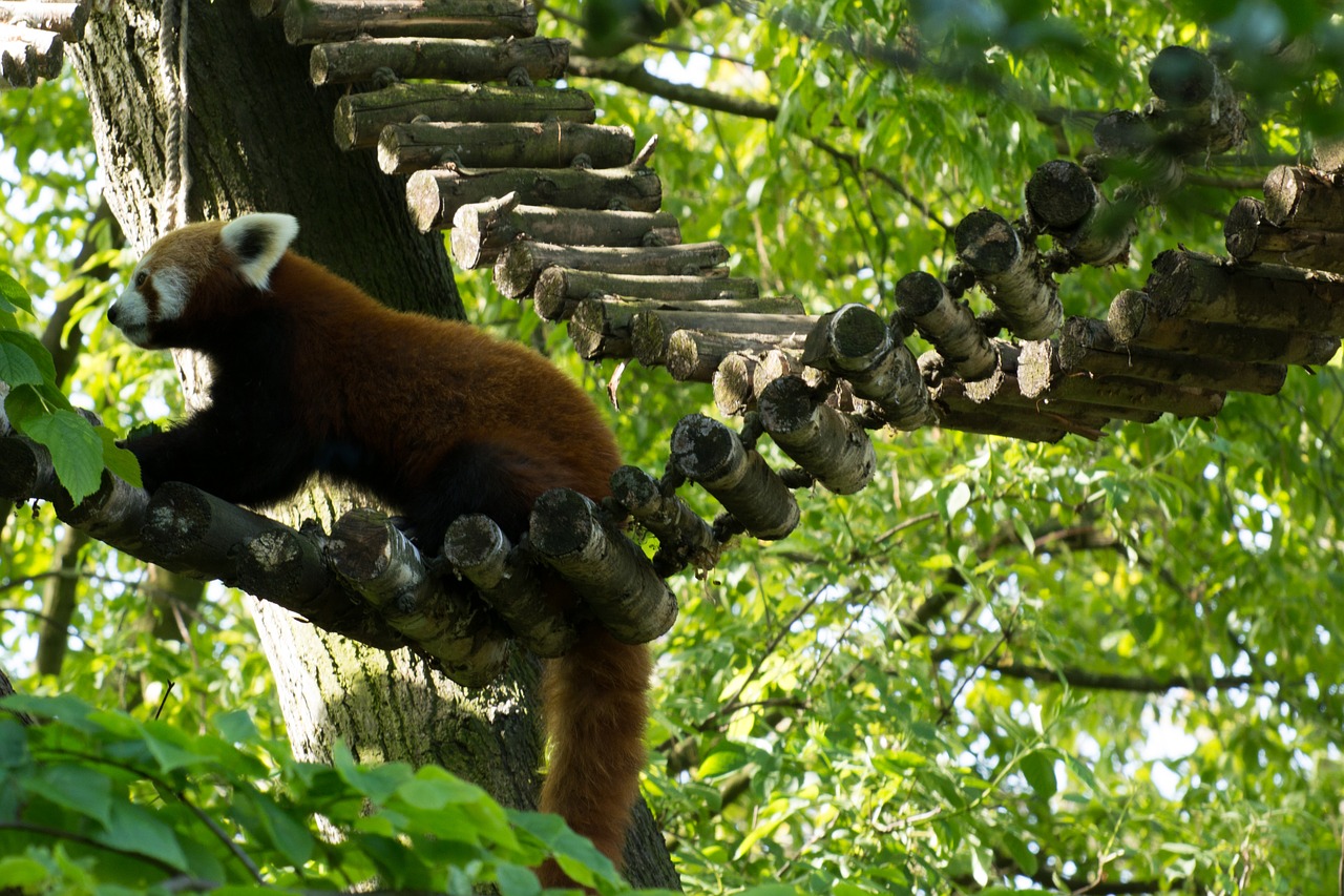 Raudonoji Panda, Panda, Žalias, Medis, Zoologijos Sodas, Alpinistas, Maistas, Pandos Lydinys, Turėti, Raudona