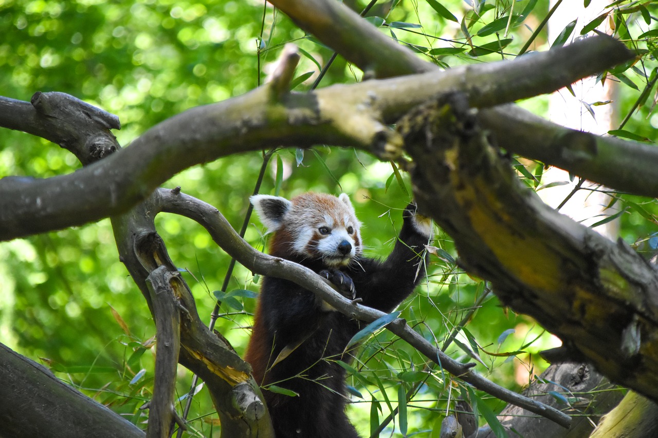 Raudonoji Panda, Gamta, Zoologijos Sodas, Žinduolis, Turėti, Gyvūnas, Nemokamos Nuotraukos,  Nemokama Licenzija