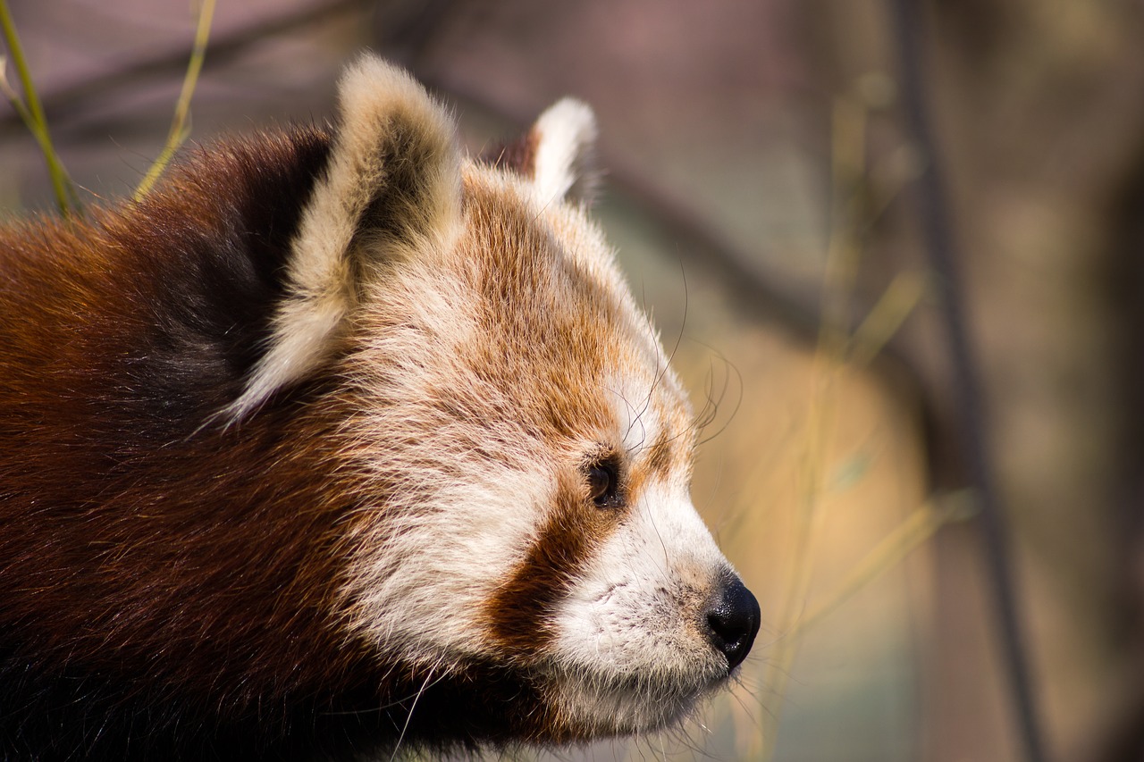 Raudonoji Panda, Raudona Pandos Lokys, Panda, Gyvūnai, Zoologijos Sodas, Purus, Meškiukas, Laukinis Gyvūnas, Turėti, Saldus