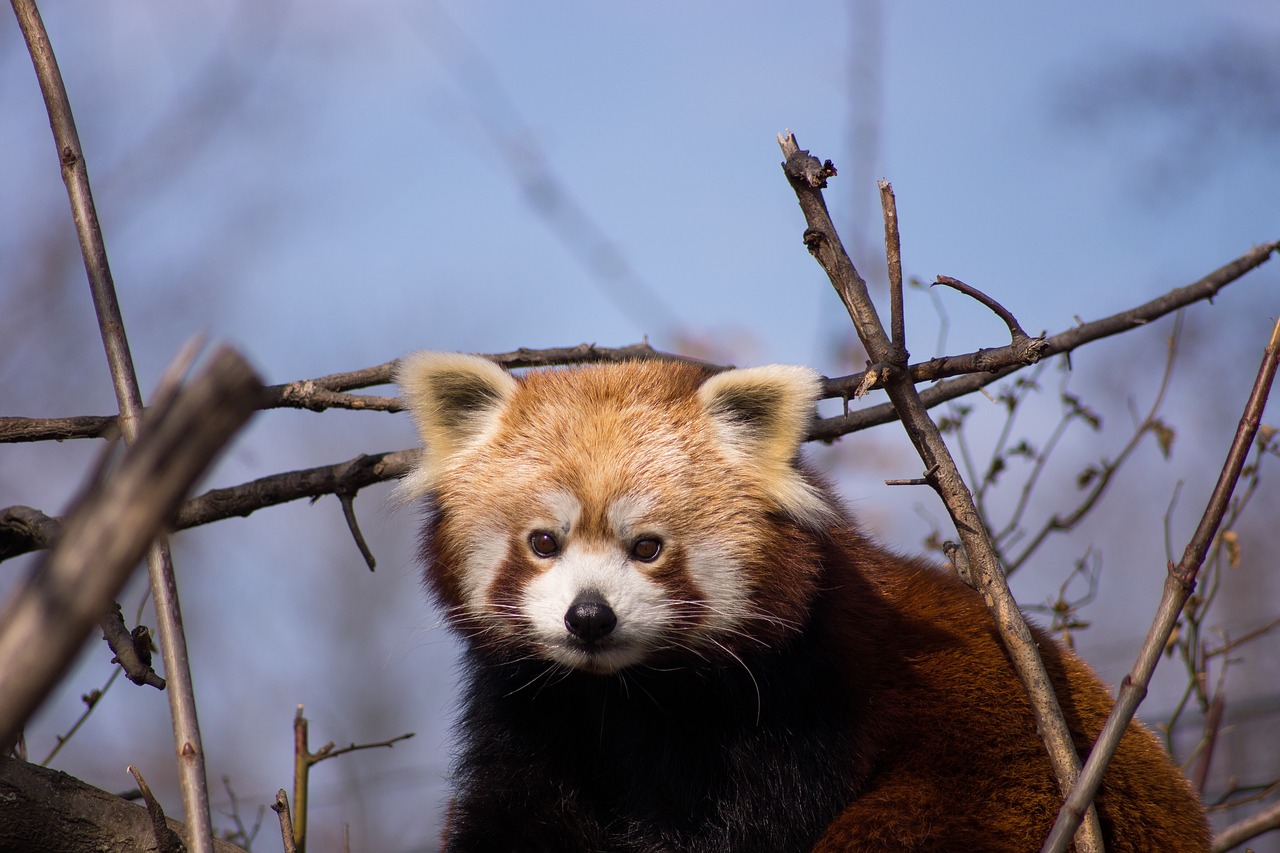 Raudonoji Panda, Panda, Gyvūnai, Mielas, Žinduolis, Zoologijos Sodas, Turėti, Alpinistas, Gyvūnų Pasaulis, Medis