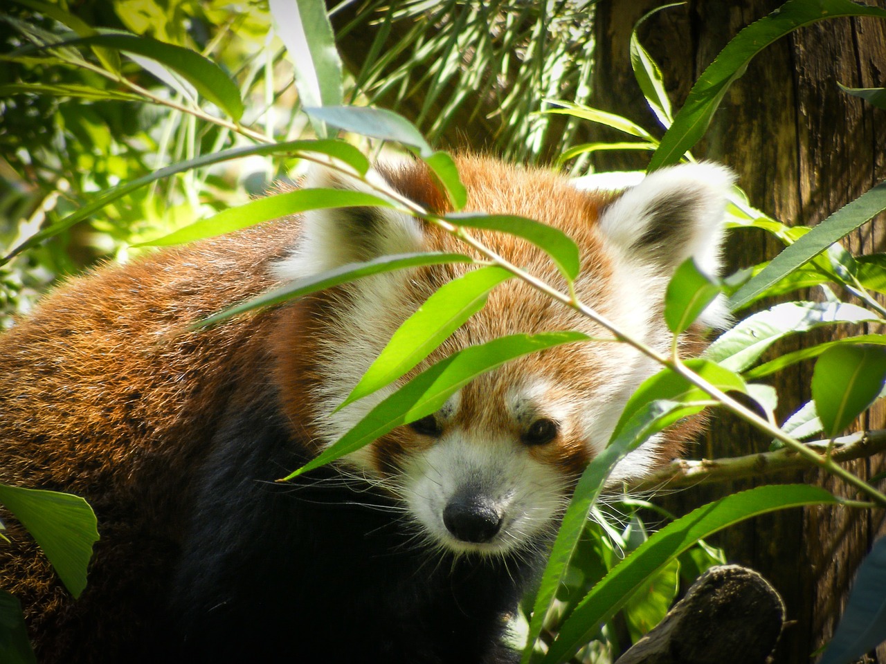 Raudonoji Panda, Ailurus Fulgens, Ursine, Gyvūnas, Zoologijos Sodas, Kailiniai, Panda, Gamta, Plaukai, Gyvūnai